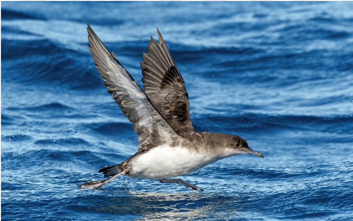 Kaikoura titi